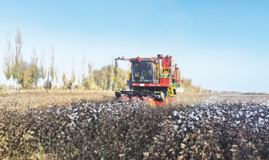 在伽師縣克孜勒博依鎮(zhèn)其維克村連片的棉花田里，采棉機正在作業(yè)