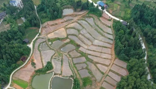 高標準農(nóng)田