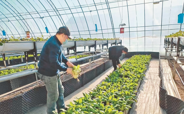 設(shè)施農(nóng)業(yè)大棚