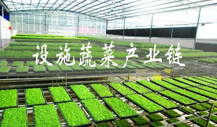 平?jīng)鲈O(shè)施蔬菜產(chǎn)業(yè)鏈?zhǔn)桨l(fā)展高歌猛進