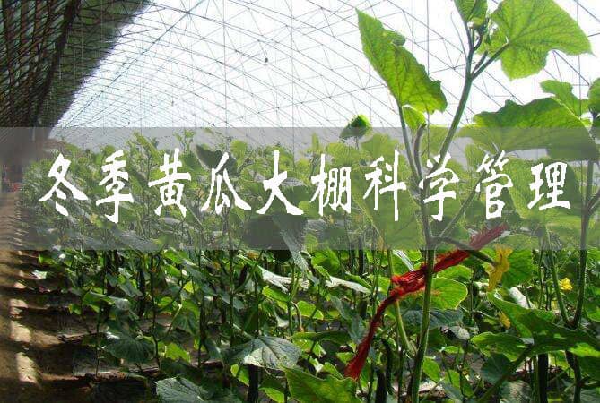 如何科學管理冬季黃瓜大棚
