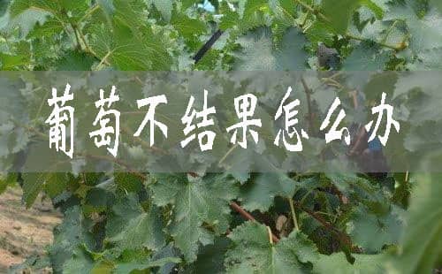 葡萄不結果怎么辦