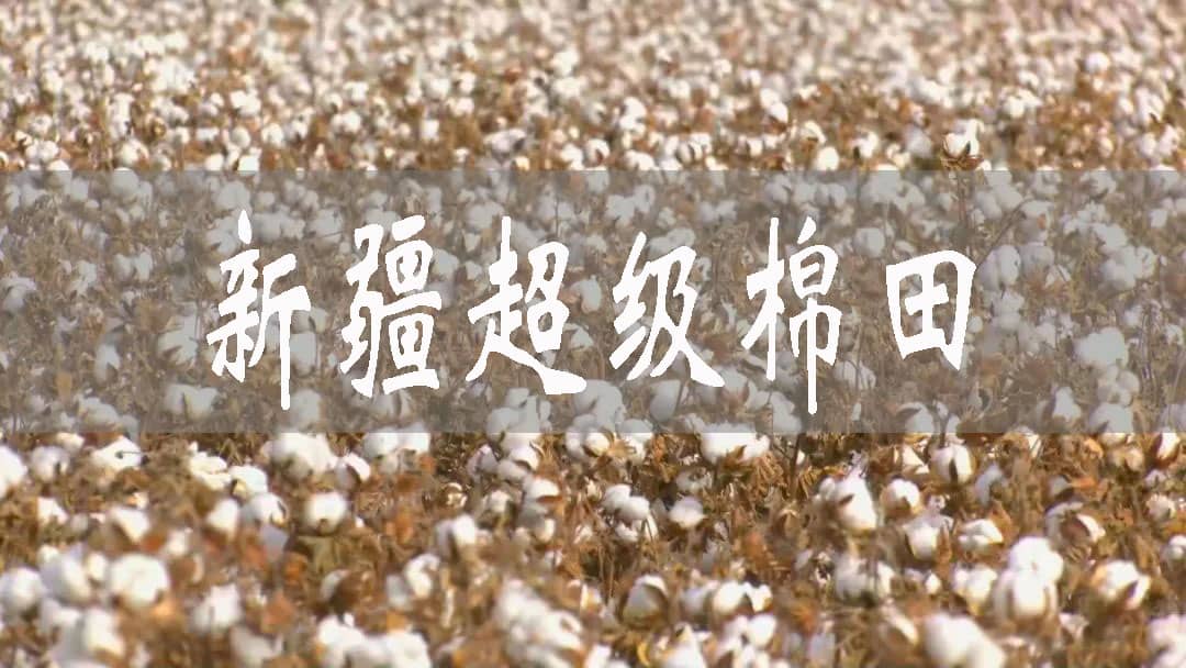 新疆“超級棉田”案例為何在全球分享