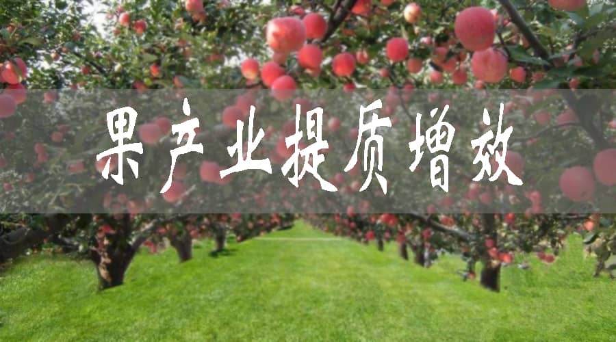 果園提質增效“三部曲”——靜寧縣新店鄉果產業提質增效發展側記