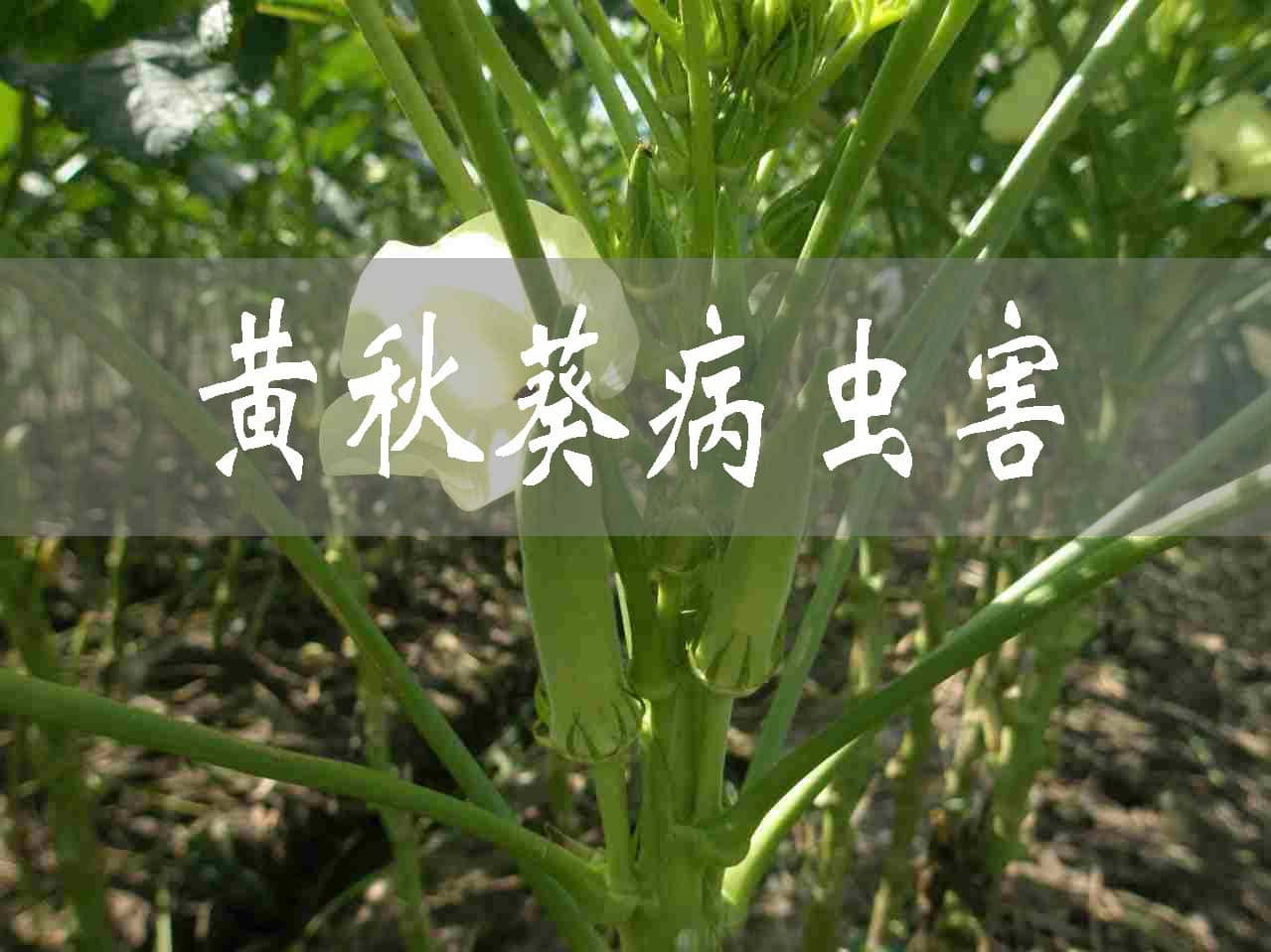 黃秋葵病蟲無害化治理技術(shù)