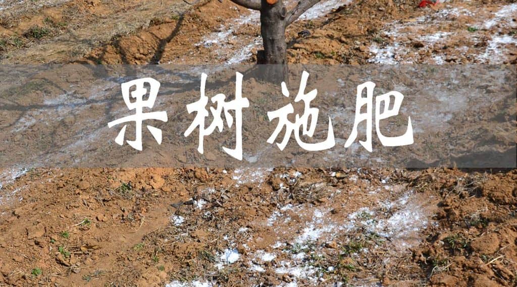 果樹(shù)需多次施肥