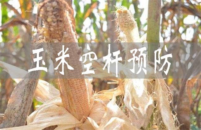 如何預防玉米發生空稈