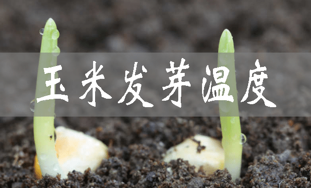 玉米發(fā)芽溫度是多少