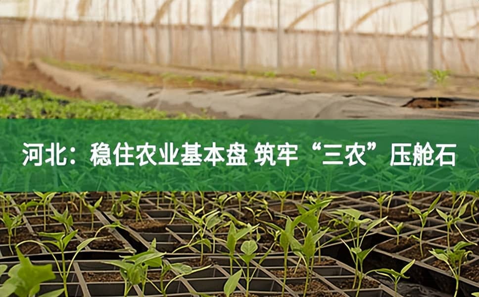 河北：穩(wěn)住農(nóng)業(yè)基本盤 筑牢“三農(nóng)”壓艙石