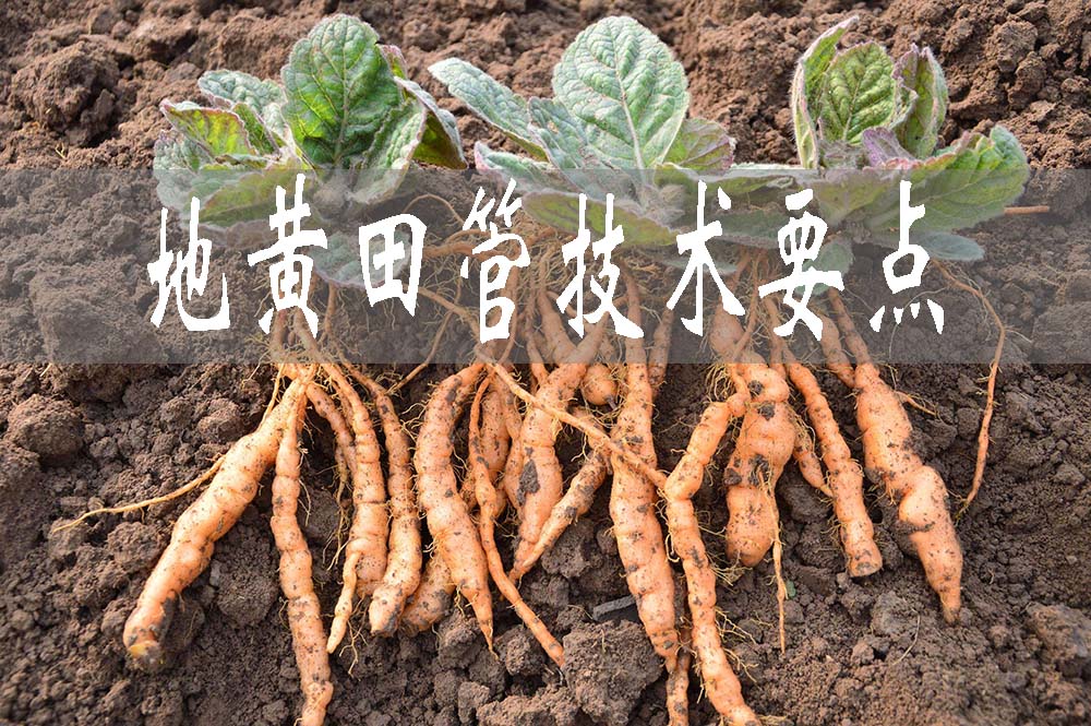 地黃田管技術(shù)要點