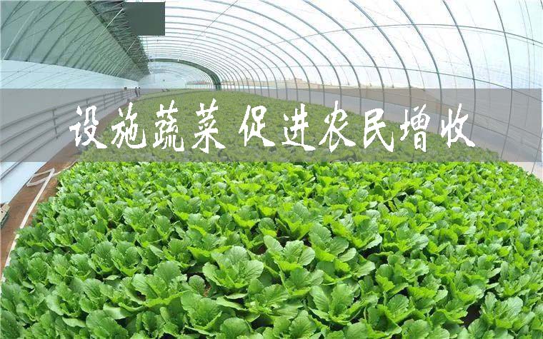 河北衡水49.4萬畝設(shè)施蔬菜促進農(nóng)民增收