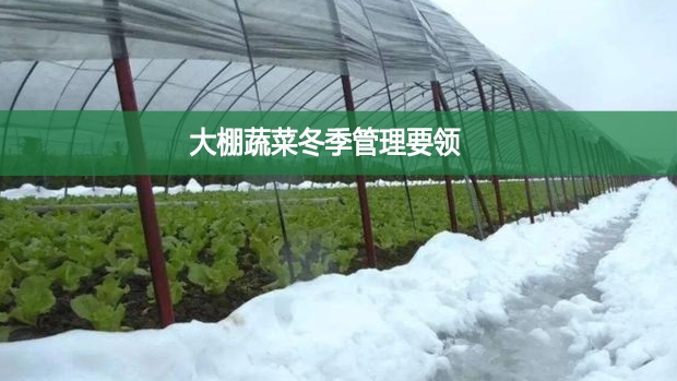 大棚蔬菜冬季管理要領(lǐng)