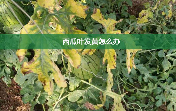 西瓜葉發(fā)黃怎么辦
