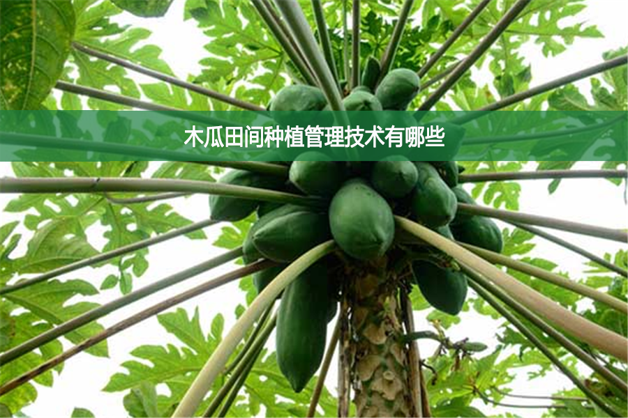 木瓜田間種植管理技術有哪些