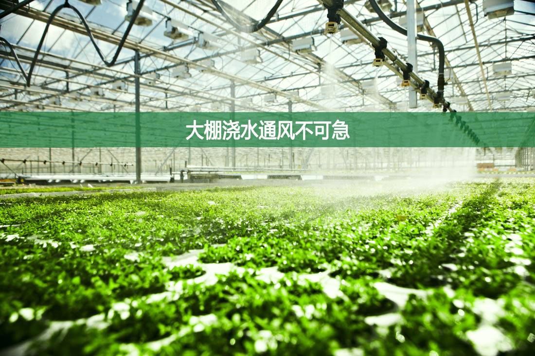 大棚澆水通風(fēng)不可急