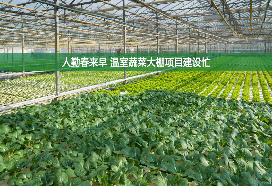 人勤春來早 溫室蔬菜大棚項目建設(shè)忙