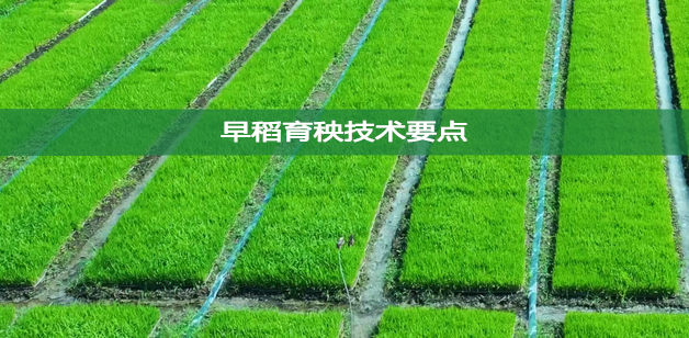 早稻育秧技術要點