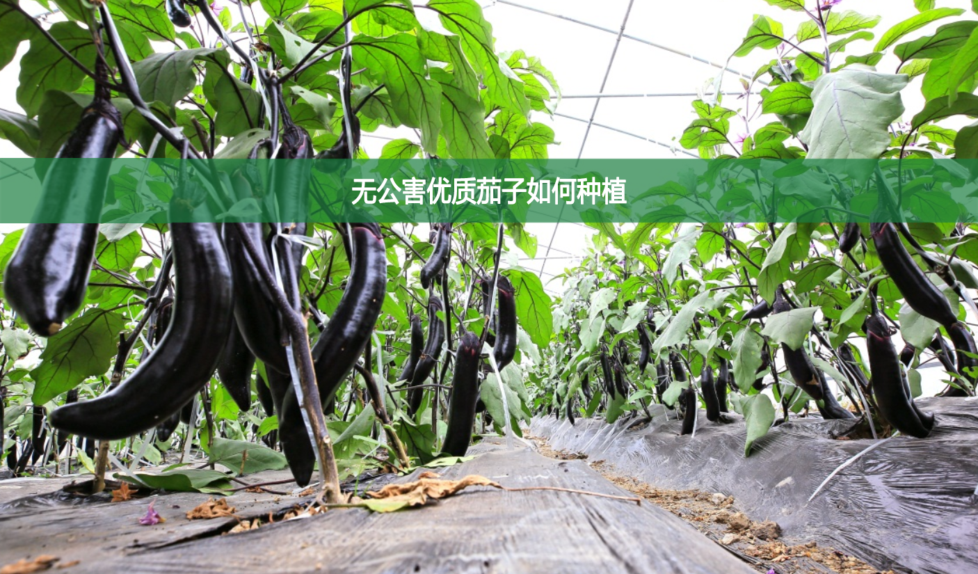 無公害優質茄子如何種植