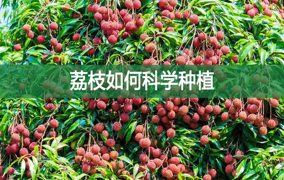 荔枝如何科學種植