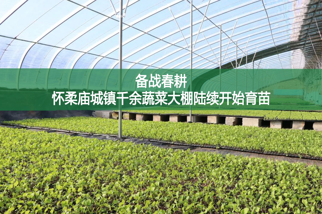 備戰春耕，懷柔廟城鎮千余蔬菜大棚陸續開始育苗