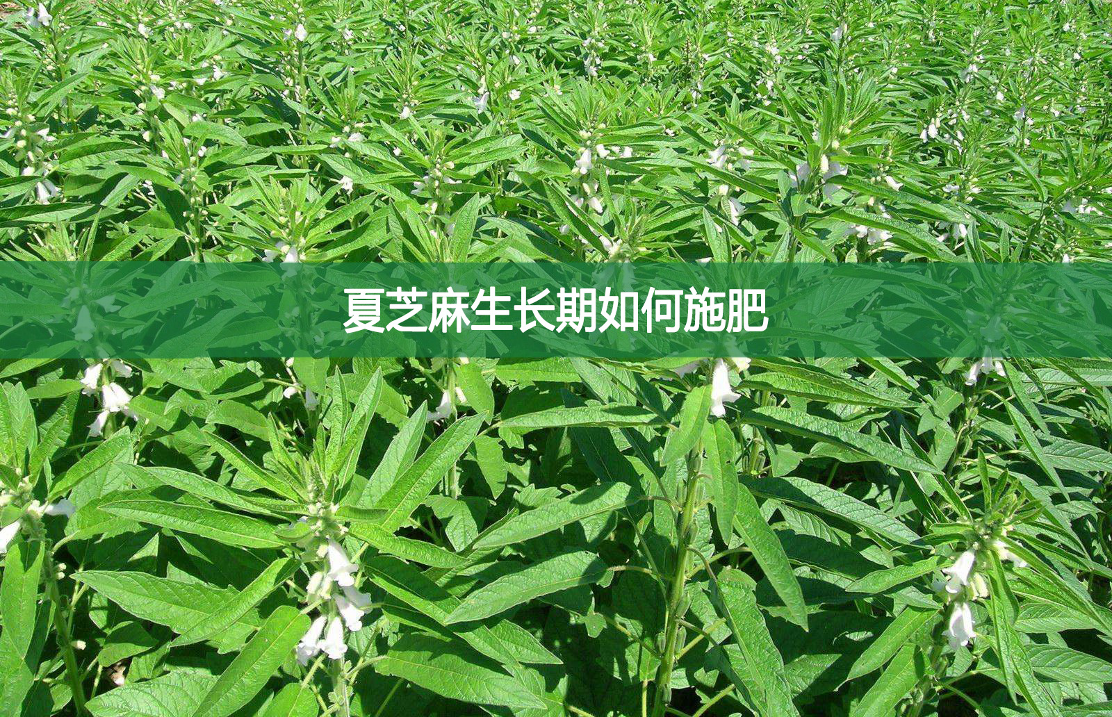 夏芝麻生長(zhǎng)期如何施肥