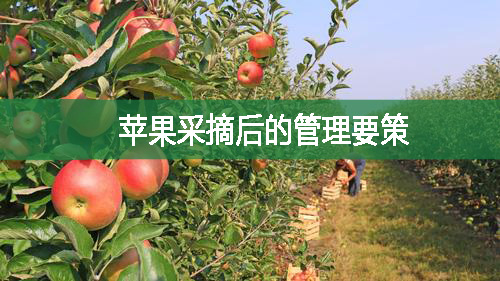 蘋果采摘后的管理要策