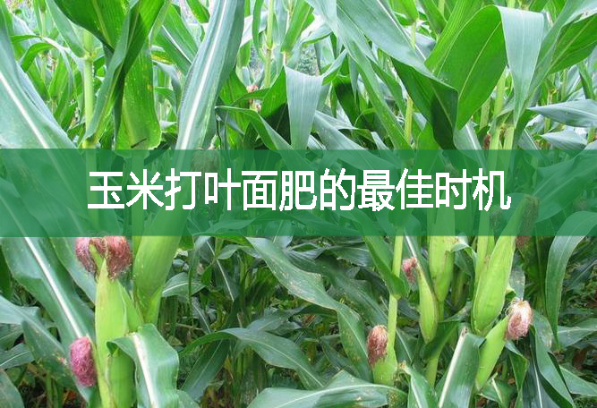 玉米打葉面肥的最佳時機(jī)