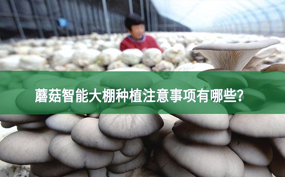 蘑菇智能大棚種植注意事項有哪些？