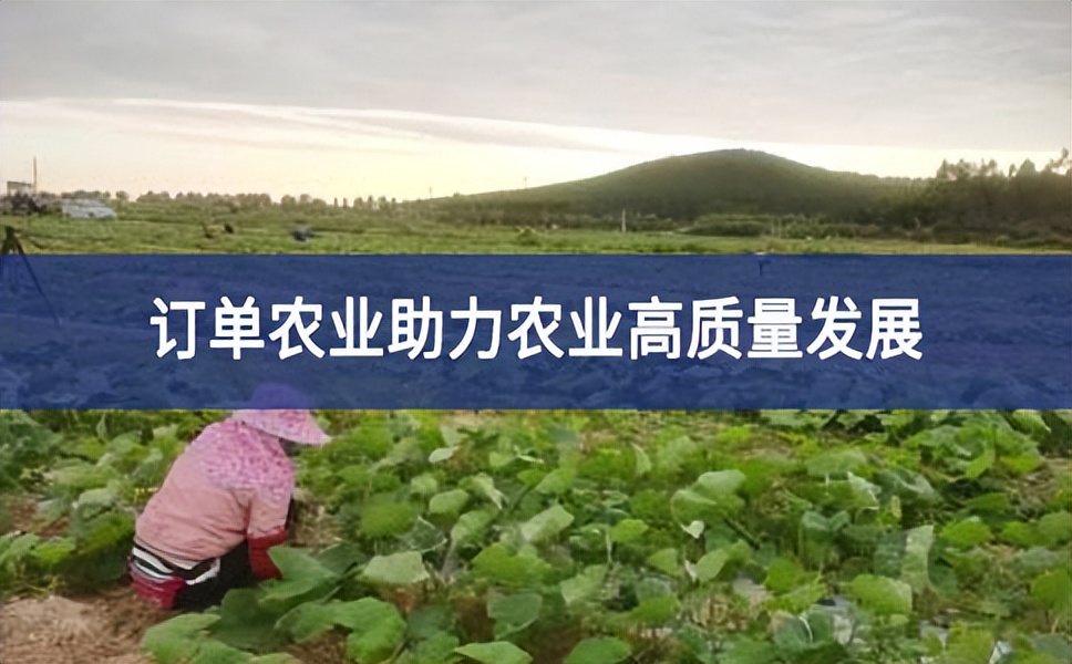 訂單農業好“錢景”,助力臺山農業高質量發展
