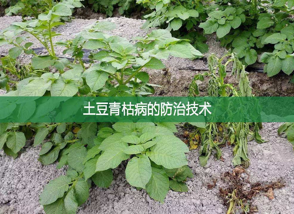 土豆青枯病的防治技術(shù)