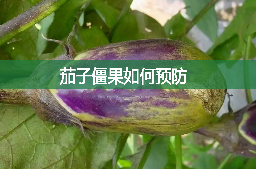 茄子僵果如何預防