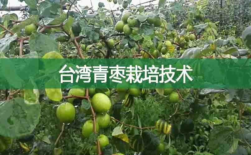 臺(tái)灣青棗栽培技術(shù)