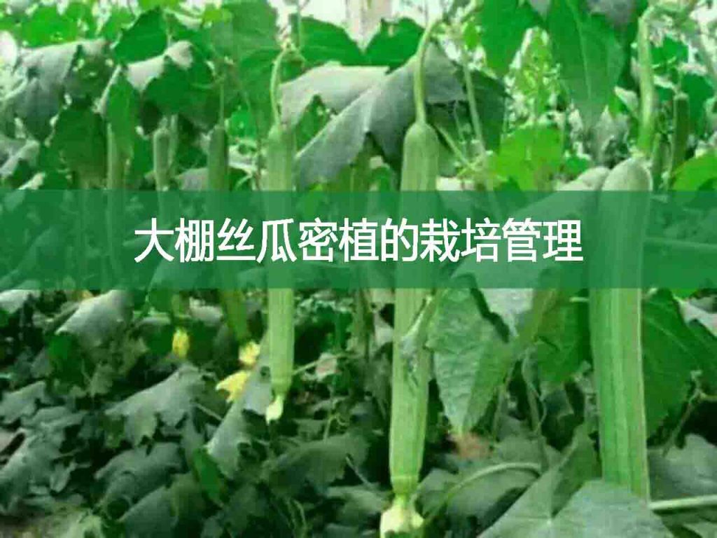 大棚絲瓜密植的栽培管理