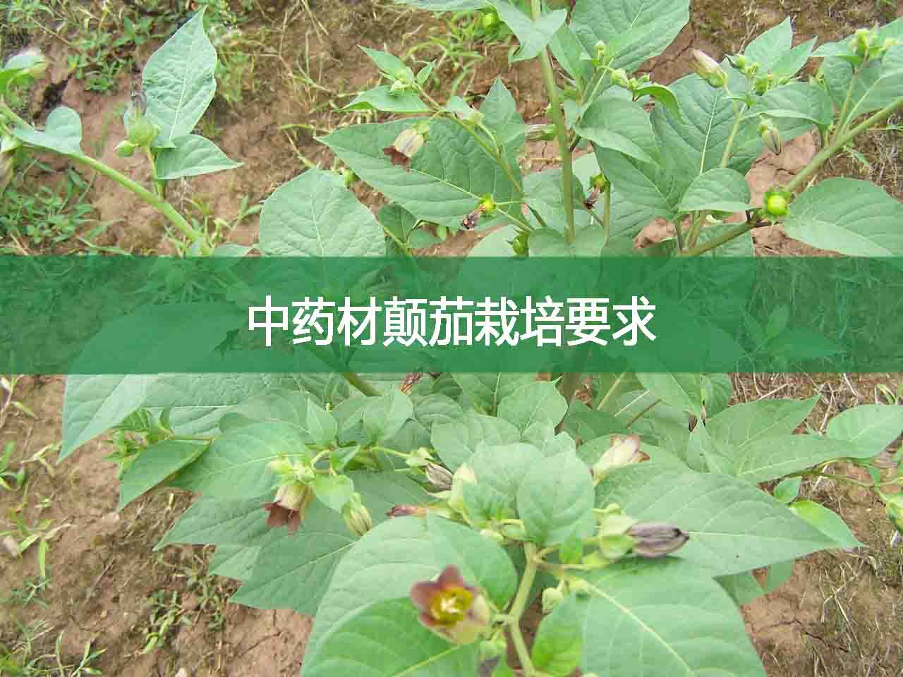 中藥材顛茄栽培要求