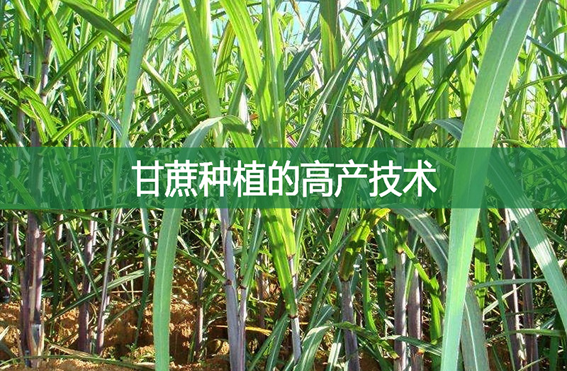 甘蔗種植的高產技術