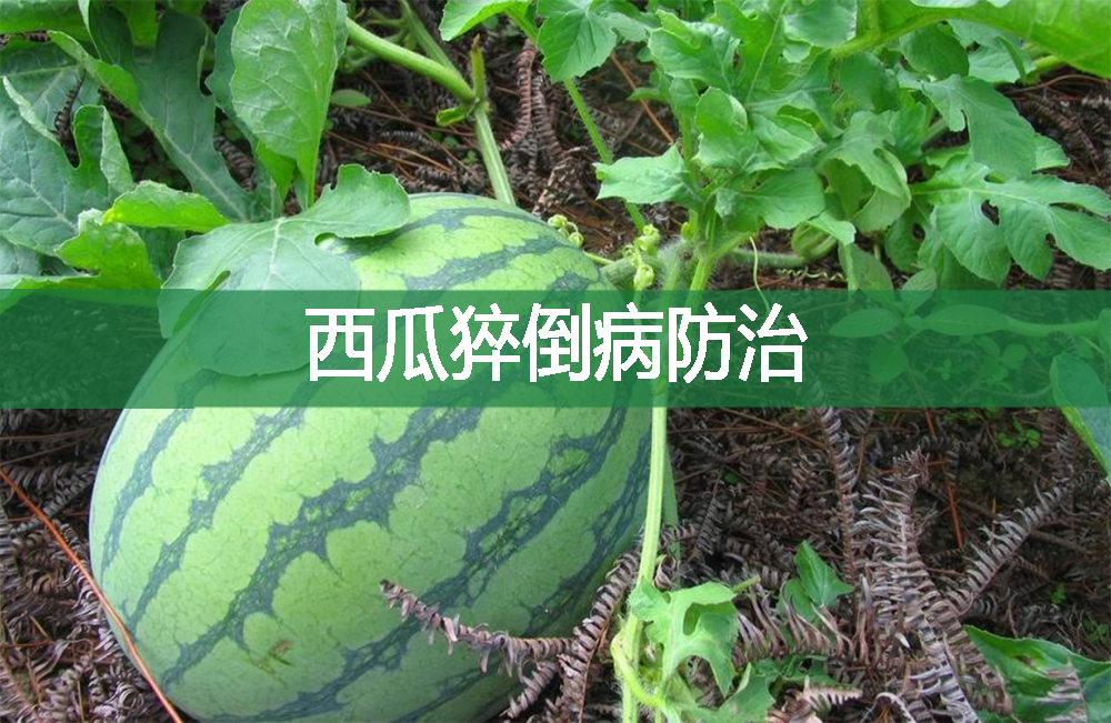 西瓜猝倒病的防治