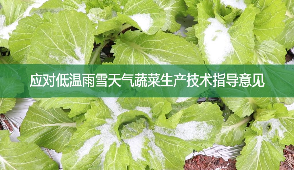 應對低溫雨雪天氣蔬菜生產(chǎn)技術指導意見