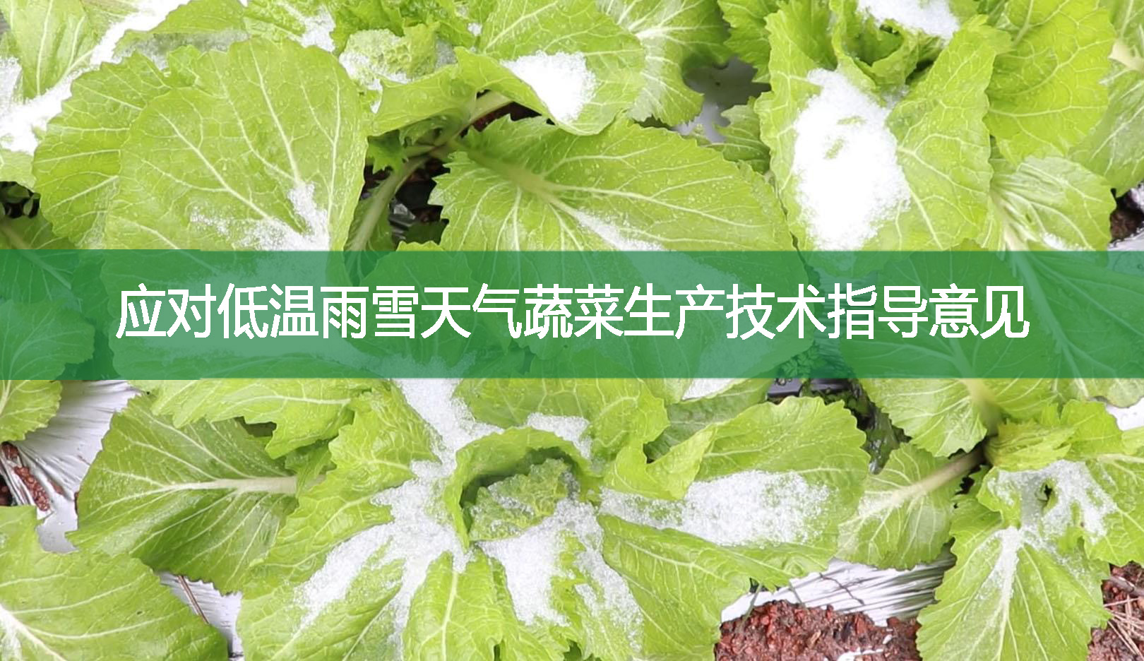 應對低溫雨雪天氣蔬菜生產技術指導意見
