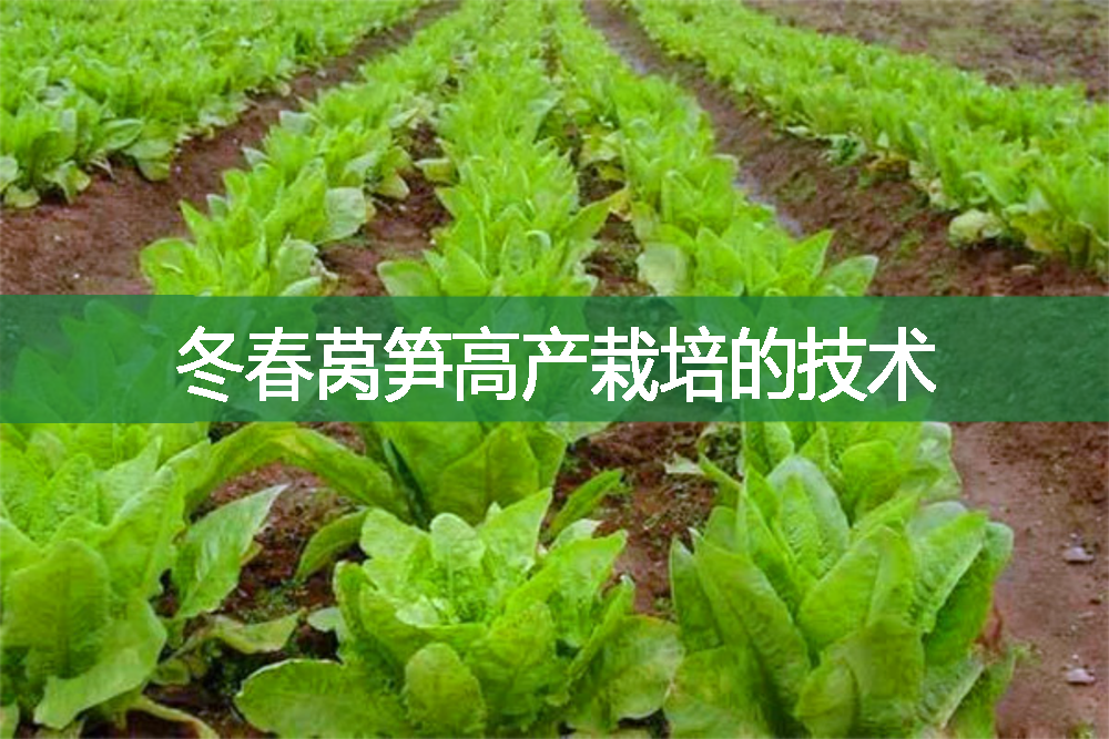 冬春萵筍高產栽培的技術