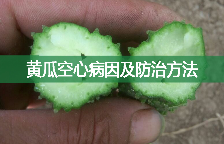 黃瓜空心病因及防治方法