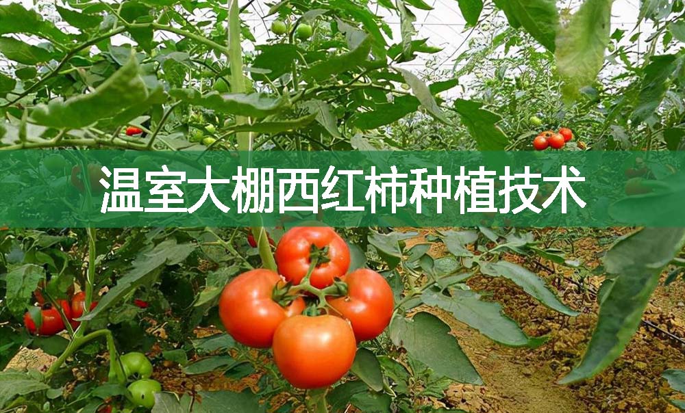 溫室大棚西紅柿種植技術