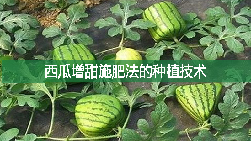 西瓜增甜施肥法的種植技術(shù)