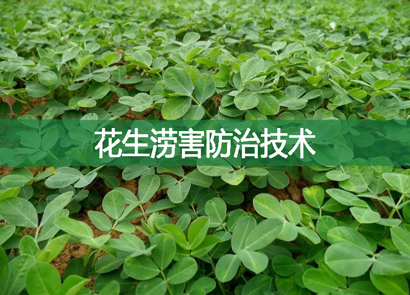 花生澇害防治技術