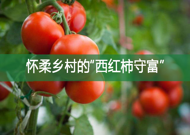 懷柔鄉村的“西紅柿守富”!