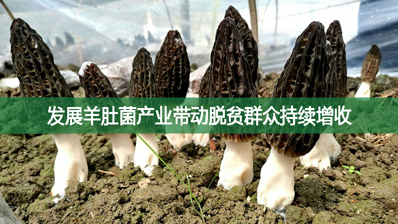 發(fā)展羊肚菌產(chǎn)業(yè)帶動(dòng)脫貧群眾持續(xù)增收