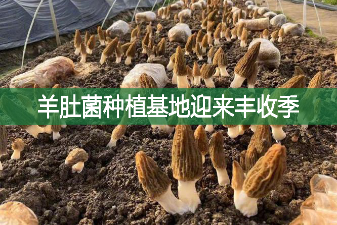 羊肚菌種植基地迎來(lái)豐收季