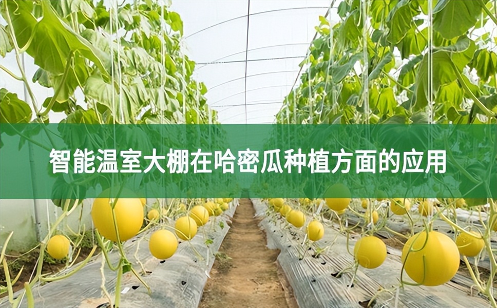 智能溫室大棚在哈密瓜種植方面的應(yīng)用