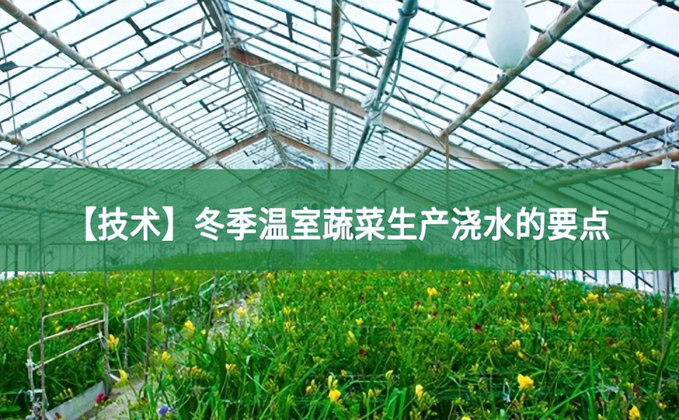 【技術(shù)】冬季溫室蔬菜生產(chǎn)澆水的要點(diǎn)