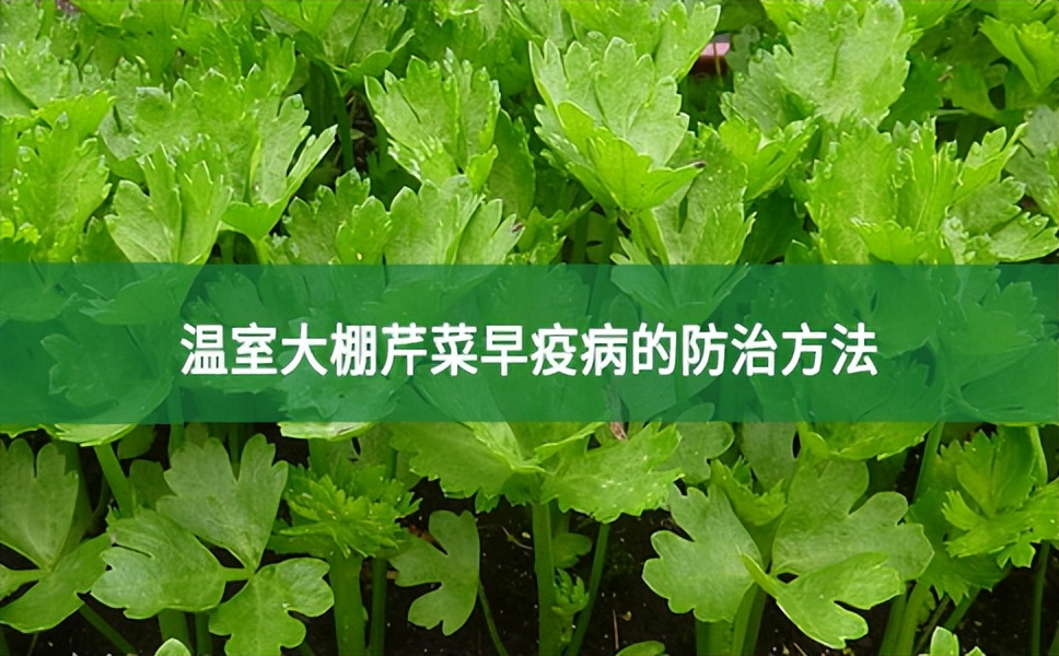 溫室大棚芹菜早疫病的防治方法