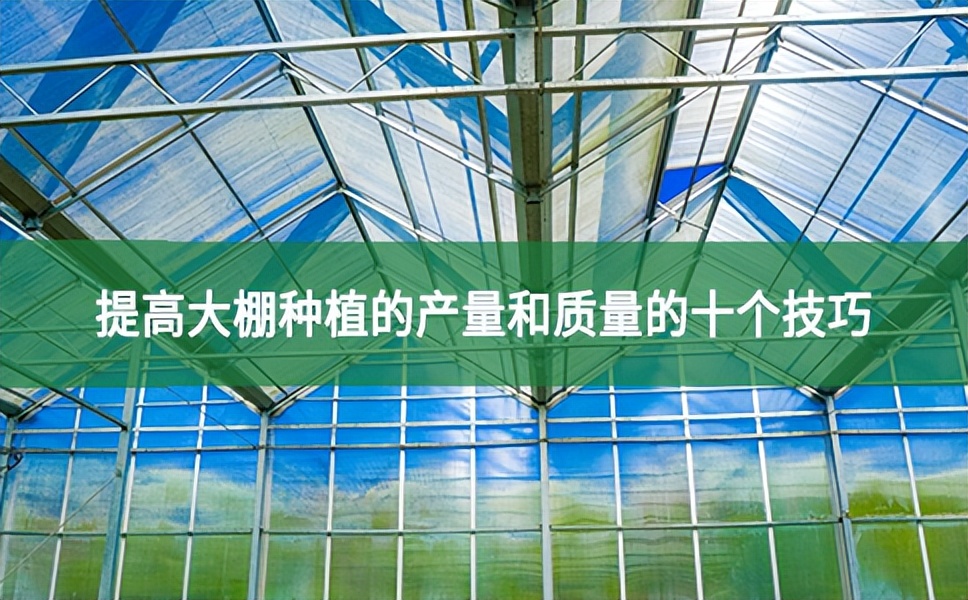 提高大棚種植的產量和質量的十個技巧